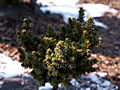 Picea abies Volf IMG_4642 Świerk pospolity